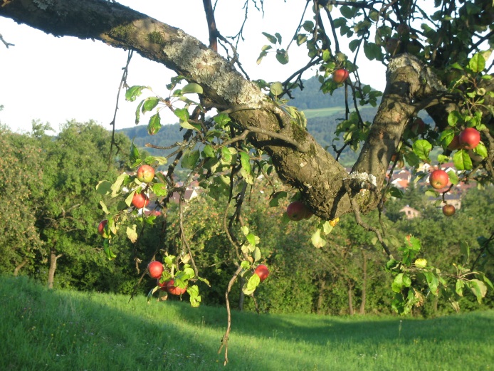 Obstbaumpflegeprogramm.jpg