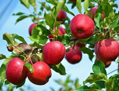 Eigenes Obst zu Saft verarbeiten