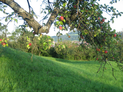 Kommunales Obstbaumpflegeprogramm